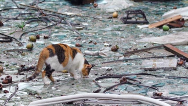 Cat wandering in a shattered glass environment