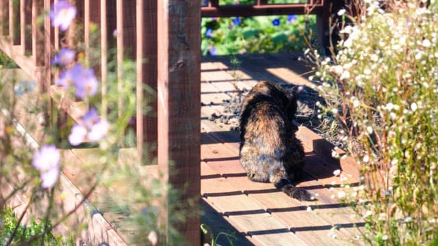 Cat sitting on a wooden deck in a sunny garden