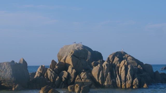 Seagulls Perched on Peaceful Seaside Rocks
