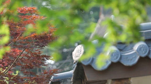 Traditional Korean roof with vibrant foliage