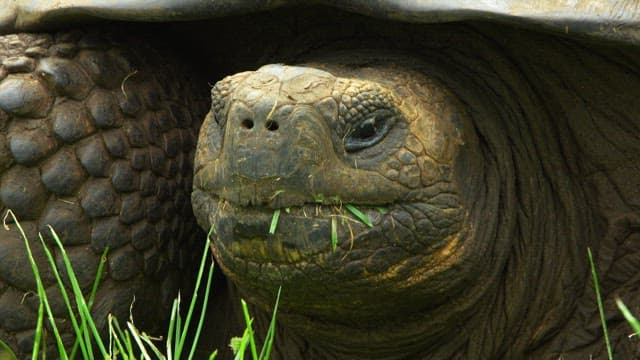 Close-Up of a Tortoise Amongst Green Grass