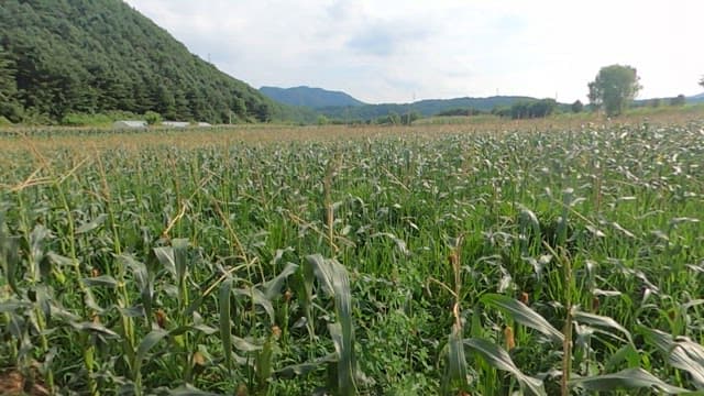 A lush cornfield with green foliage on a sunny day