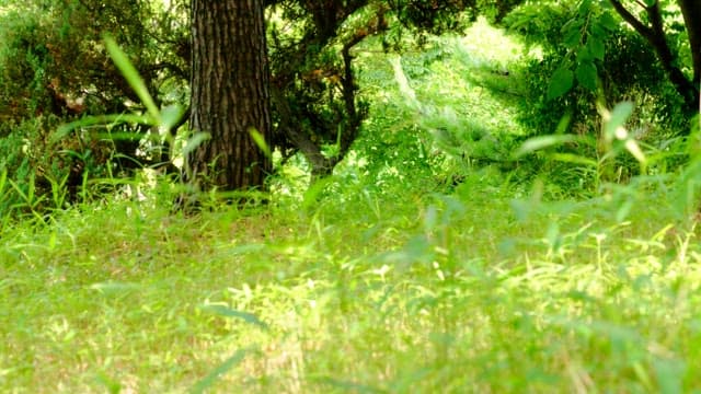 Green plants and trees in a lush forest