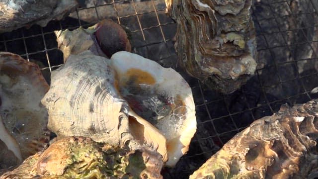 Seafood grilled on the grill