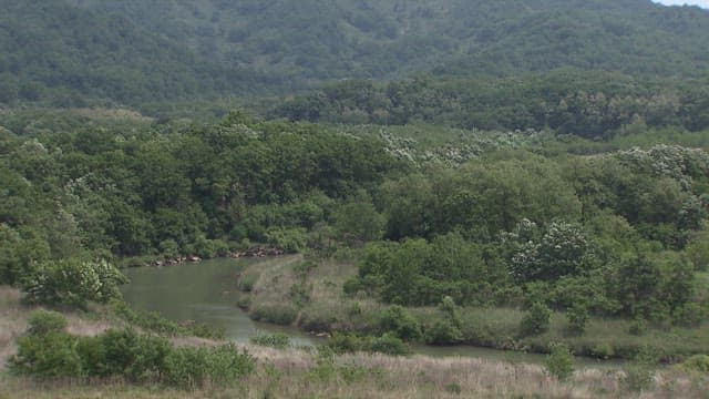 Lush and Green Space in the Demilitarized Zone in Korea