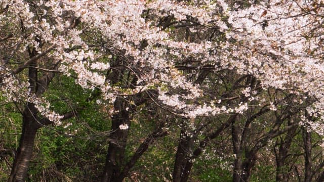 Cherry blossoms in full bloom swaying in the spring breeze
