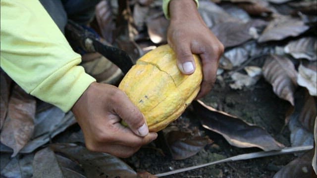 Harvesting cacao pods in a tropical forest
