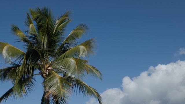 Palm Tree against a Sunny Blue Sky