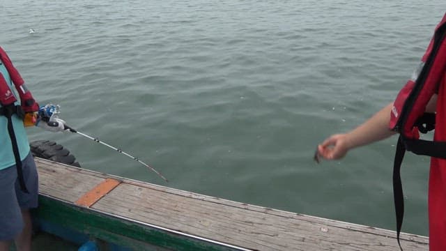 Seagull biting a fish thrown from a boat