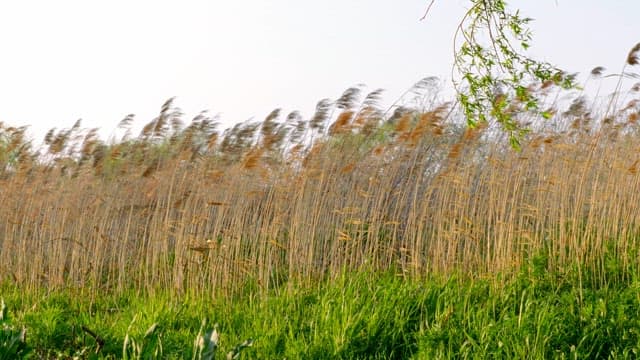 Tall grass swaying gently in the breeze