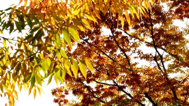 Autumn leaves changing colors to yellow on a sunny day
