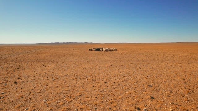 Flock of Sheep Grazing in the Desert