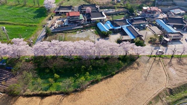 Cherry blossoms lining a rural road