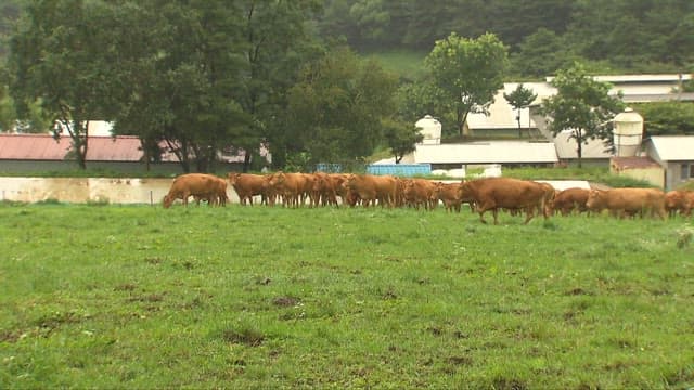 Cows grazing peacefully on a green meadow near farm buildings.