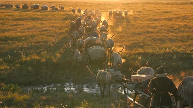 Herder Leading Reindeer at Sunset
