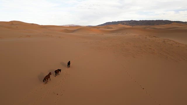 Horses walking through a vast desert