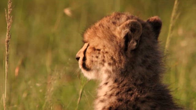 Young Cheetah Looking Around in the Grassland