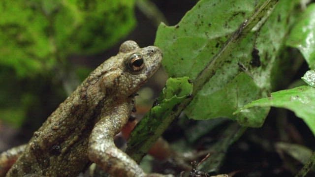 Frog in Natural Habitat