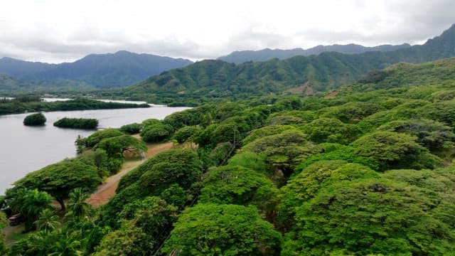 Aerial View of Lush Green Tropical Landscape