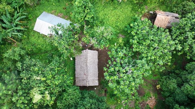 Huts in a dense forest along a coastal shoreline