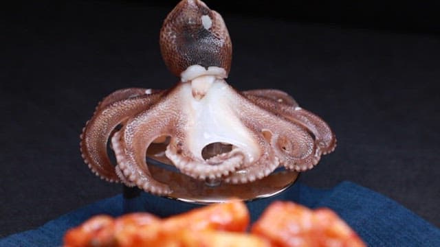 Plate of spicy stir-fried webfoot octopus tteokbokki