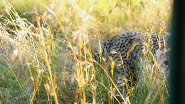 Close-up view of cheetahs amidst grassland