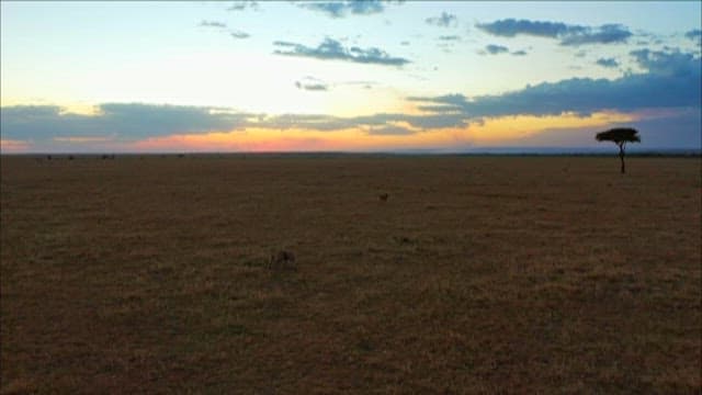 Serene Sunset Over Savanna with Wildlife
