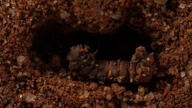 Black larva wriggling in the dirt