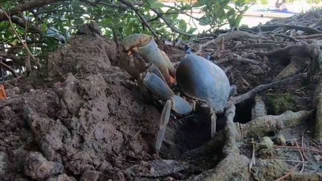 Coconut Crab digging in the muddy ground