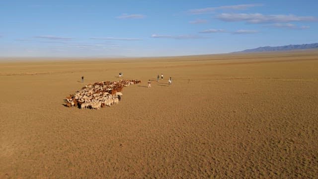 Herd of sheep and goats in a vast field