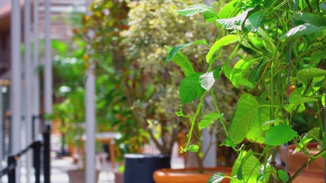 Green plants in a sunlit indoor garden