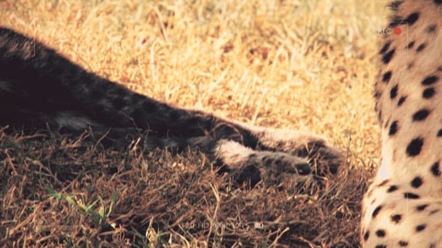 Resting Cheetah Cub in Natural Habitat