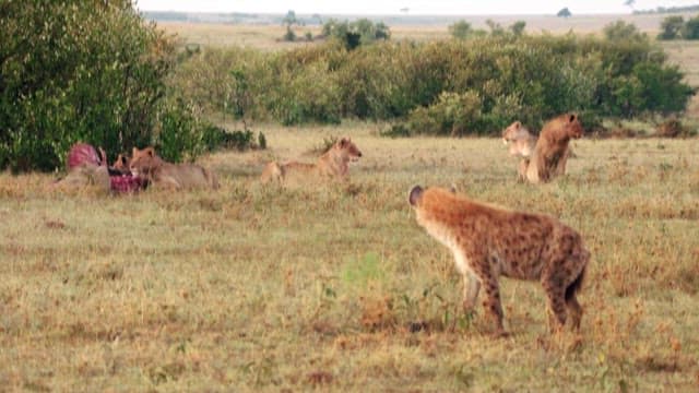 Lions an Hyenas Wary of Each Other in the Savannah