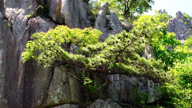 Lush pine tree growing on a rugged rocky landscape