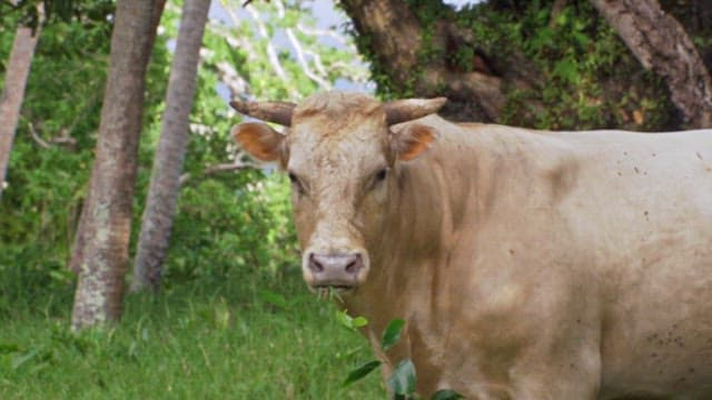 A cow standing in a lush green field