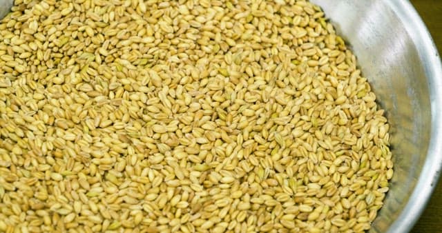 Barley Grains in a Stainless Steel Basin