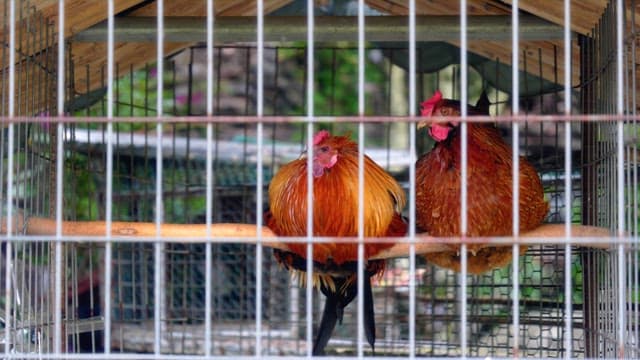Two vibrant roosters inside a metal cage on a wood
