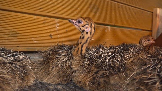 Baby ostriches together in a wooden enclosure