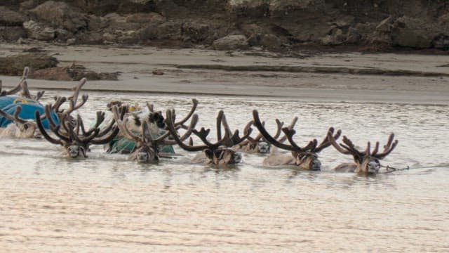 Herd of Reindeer Crossing a River