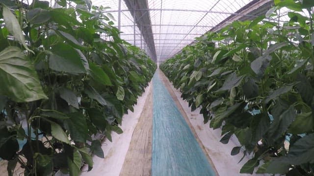 Greenhouse full of green pepper stems