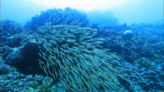 School of fish swimming near coral reef