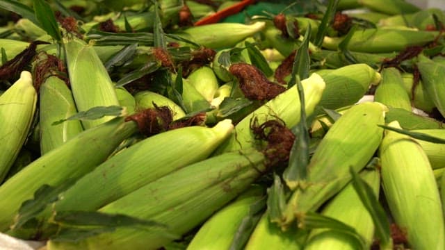 Freshly harvested, green-husked corn on display