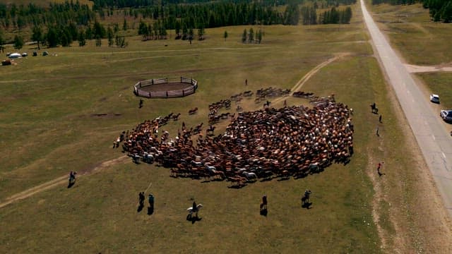 Herding a Large Herd in an Open Field