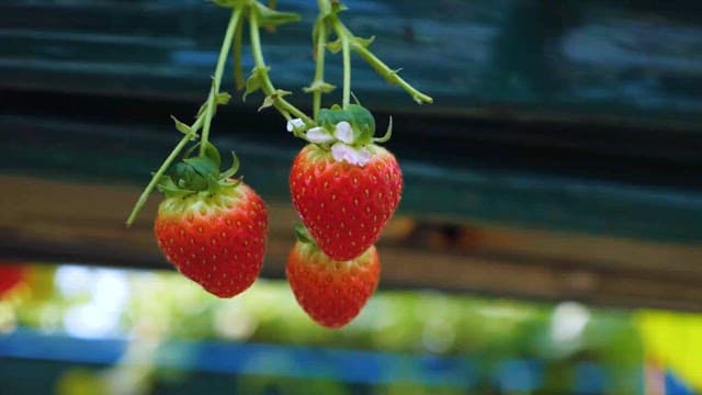 Fresh strawberries growing in a farm