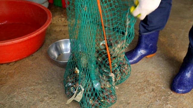 Top shells in a net bag