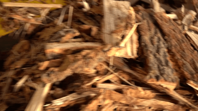 Pile of chopped wood pieces