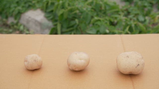 Three Different Sized Potatoes on a Cardboard