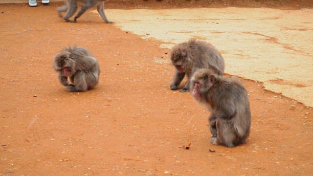 Three monkeys sitting on a dirt ground