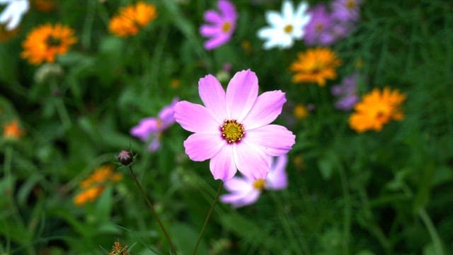 Bright pink cosmos flower in a green garden
