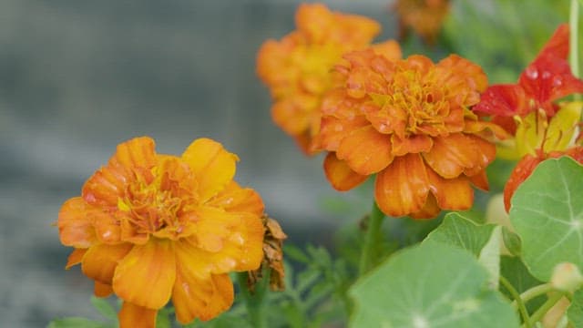 Petals and Leaves of Yellow Marigold